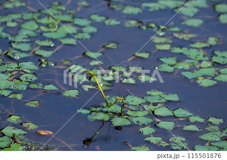 イトトンボ 産卵中　（高知県　四万十市　トンボ自然公園） 115501876