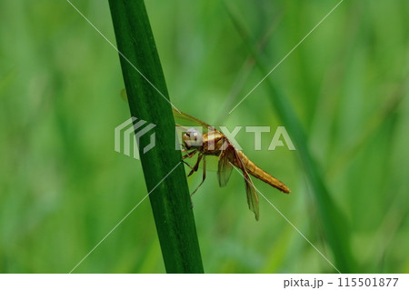 ハラビロトンボの未成熟　（高知県　四万十市　トンボ自然公園） 115501877