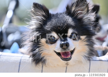 笑顔のロングコートチワワのアップ 笑顔のロングコートチワワのアップ 115501920