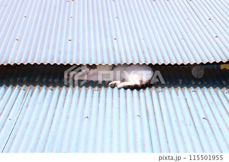 トタン屋根の軒下で昼寝してる野良猫の和む光景 トタン屋根の軒下で昼寝してる野良猫の和む光景 115501955
