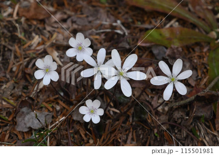 林床で見られた白色の花弁が完全に開いた花とこれから開く花が見られた綺麗なオオミスミソウ 115501981
