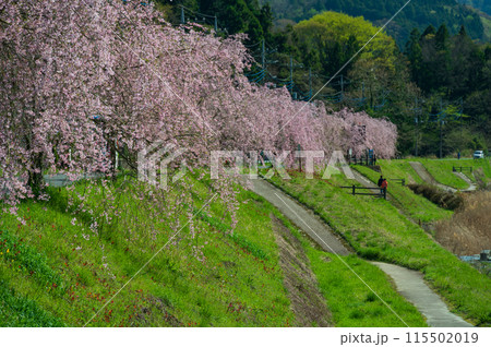 中津川の春 しだれ桜並木 松田町寄 中津川の春 しだれ桜並木 松田町寄 115502019