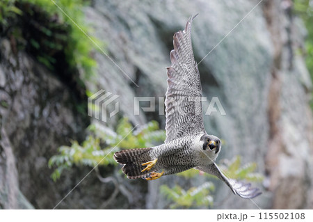 飛びながら威嚇するハヤブサ成鳥 115502108