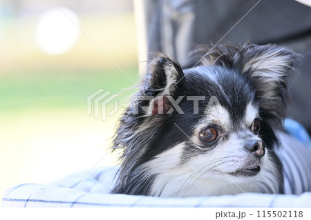 犬用カートの日除けカバーを使って散歩するチワワ　夏素材 115502118