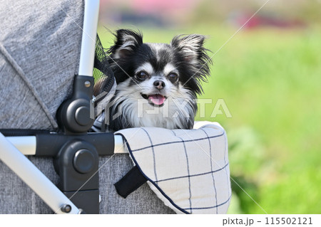 犬用カートの日除けカバーを使って散歩する笑顔のチワワ 夏素材 犬用カートの日除けカバーを使って散歩する笑顔のチワワ 夏素材 115502121