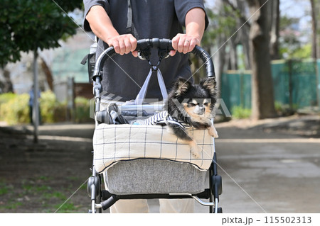 地面が熱くて犬用カートでお散歩するロングコートチワワ　夏素材 115502313