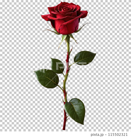 Red rose velvety petals spiraling outward deep crimson hue slightly unfurled Rosa hybrid. 115502321