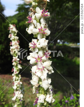 ヨーロッパ、北アフリカ等原産の帰化植物「シロバナモウズイカ」の花 ヨーロッパ、北アフリカ等原産の帰化植物「シロバナモウズイカ」の花 115502564