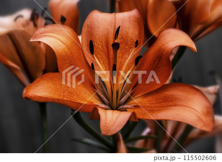 Red lily close-up 115502606