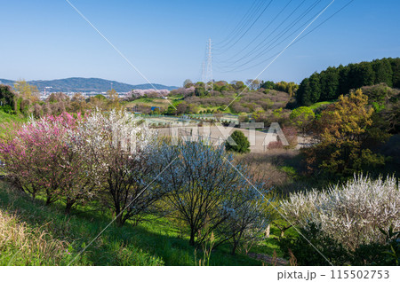 南足柄市運動公園を望む風景　春の里山 115502753