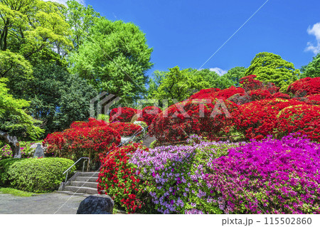 川崎の観光名所 「神木山等覚院(つつじ寺)」の風景【神奈川県・川崎市】 川崎の観光名所 「神木山等覚院(つつじ寺)」の風景【神奈川県・川崎市】 115502860