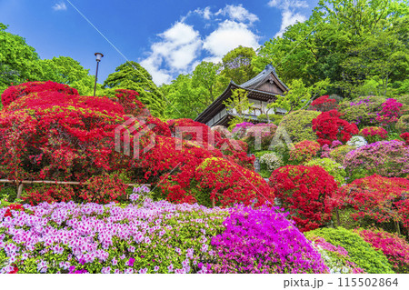 川崎の観光名所 「神木山等覚院(つつじ寺)」の風景【神奈川県・川崎市】 川崎の観光名所 「神木山等覚院(つつじ寺)」の風景【神奈川県・川崎市】 115502864