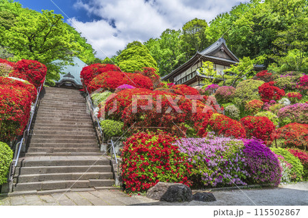 川崎の観光名所　「神木山等覚院（つつじ寺）」の風景【神奈川県・川崎市】 115502867
