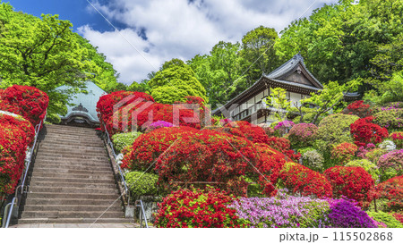 川崎の観光名所　「神木山等覚院（つつじ寺）」の風景【神奈川県・川崎市】 115502868