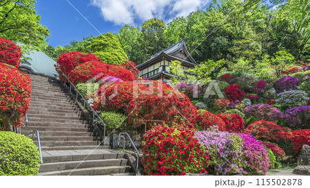 川崎の花の名所 「神木山等覚院(つつじ寺)」に咲くツツジ【神奈川県・川崎市】 川崎の花の名所 「神木山等覚院(つつじ寺)」に咲くツツジ【神奈川県・川崎市】 115502878