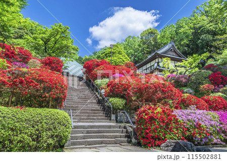 川崎の観光名所　「神木山等覚院（つつじ寺）」の風景【神奈川県・川崎市】 115502881