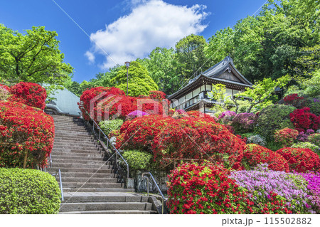 川崎の花の名所　「神木山等覚院（つつじ寺）」に咲くツツジ【神奈川県・川崎市】 115502882