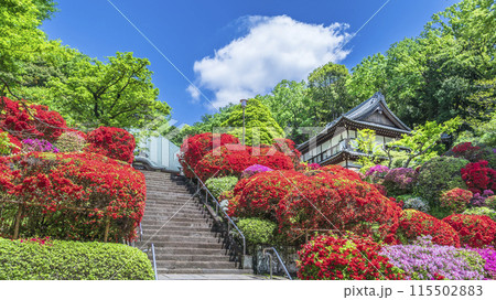 川崎の観光名所　「神木山等覚院（つつじ寺）」の風景【神奈川県・川崎市】 115502883