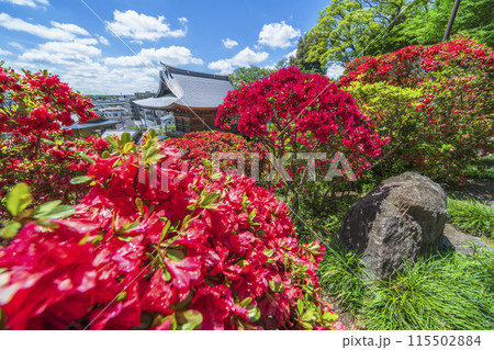 川崎の観光名所　「神木山等覚院（つつじ寺）」の風景【神奈川県・川崎市】 115502884