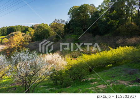 南足柄の里山　早春 115502917