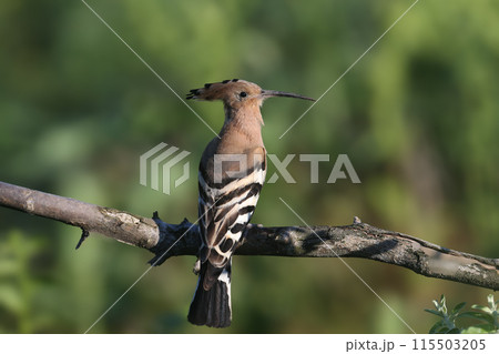 The Eurasian hoopoe (Upupa epops) The Eurasian hoopoe (Upupa epops) 115503205