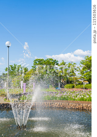 油ヶ渕遊園地、満開の花しょうぶ〈愛知県碧南市〉 油ヶ渕遊園地、満開の花しょうぶ〈愛知県碧南市〉 115503616