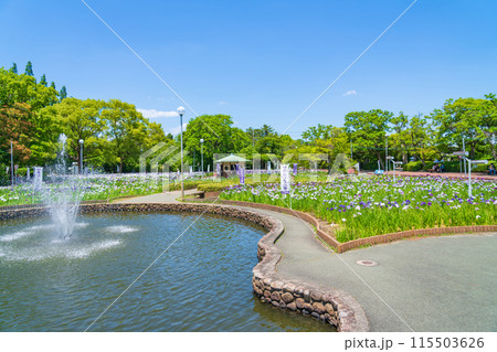 油ヶ渕遊園地、満開の花しょうぶ〈愛知県碧南市〉 115503626