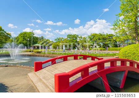 油ヶ渕遊園地、満開の花しょうぶ〈愛知県碧南市〉 115503653