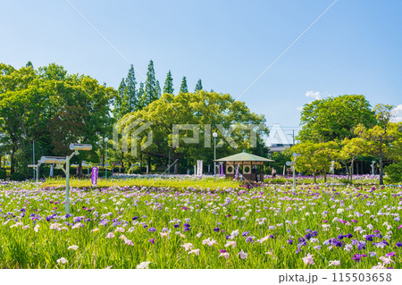 油ヶ渕遊園地、満開の花しょうぶ〈愛知県碧南市〉 115503658