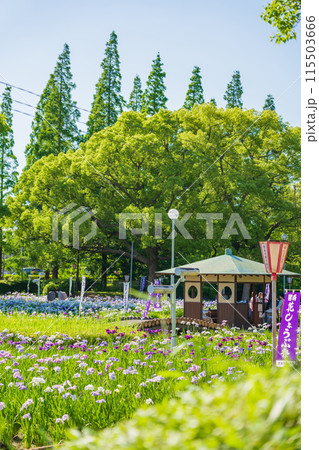 油ヶ渕遊園地、満開の花しょうぶ〈愛知県碧南市〉 油ヶ渕遊園地、満開の花しょうぶ〈愛知県碧南市〉 115503666