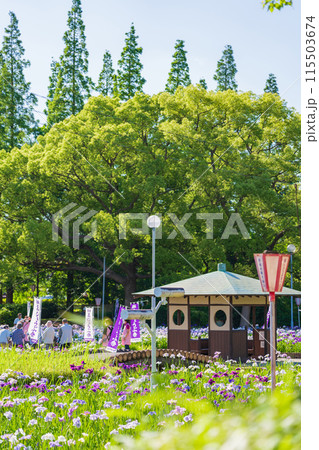 油ヶ渕遊園地、満開の花しょうぶ〈愛知県碧南市〉 油ヶ渕遊園地、満開の花しょうぶ〈愛知県碧南市〉 115503674