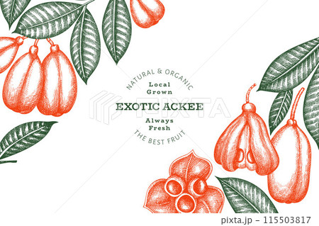 Hand drawn sketch style ackee banner. Organic fresh food vector illustration. Retro exotic fruit design template. Engraved style botanical background. Hand drawn sketch style ackee banner. Organic fresh food vector illustration. Retro exotic fruit design template. Engraved style botanical background. 115503817