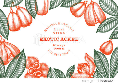 Hand drawn sketch style ackee banner. Organic fresh food vector illustration. Retro exotic fruit design template. Engraved style botanical background. 115503821
