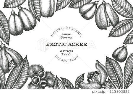 Hand drawn sketch style ackee banner. Organic fresh food vector illustration. Retro exotic fruit design template. Engraved style botanical background. 115503822