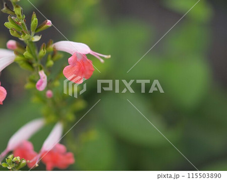 チェリーセージの花とコピースペース 115503890