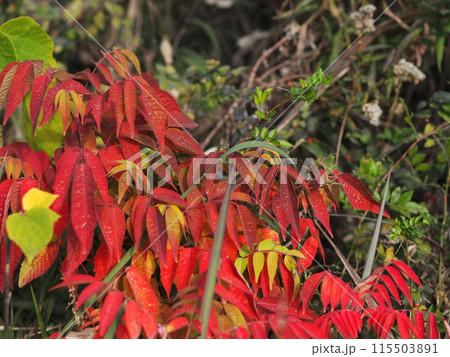 紅葉したヤマウルシの生態写真 115503891