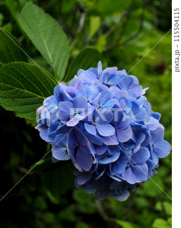 青い紫陽花 115504115