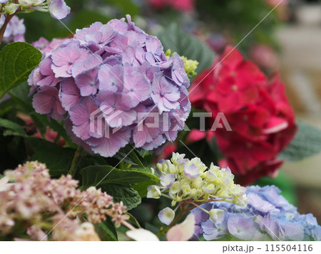 雨に濡れた紫陽花 115504116