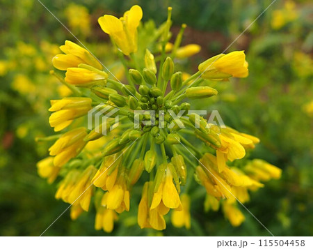 雨に濡れたノラボウナの花のアップ 115504458
