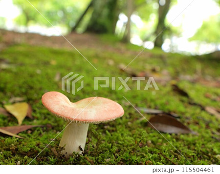 ケショウハツの生態写真 ケショウハツの生態写真 115504461