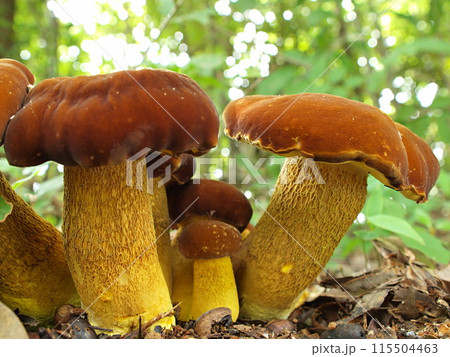 キアシヤマドリタケの生態写真 115504463