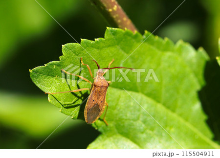 ホシハラビロヘリカメムシの成虫（自然光＆ストロボ・マクロレンズ接写） 115504911
