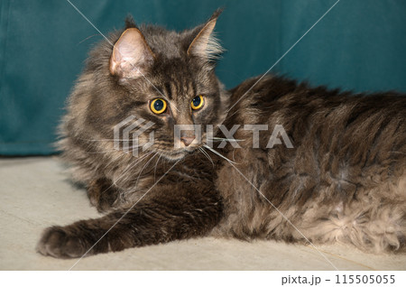 Maine Coon lies on the floor on a green background 2 115505055