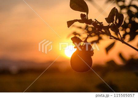lemon fruit on a branch in the garden against sunset background 1 115505057