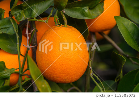Orange garden with oranges in spring. Trees with fruits. 5 Orange garden with oranges in spring. Trees with fruits. 5 115505072
