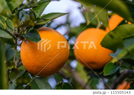 Orange garden with oranges in spring. Trees with fruits. 9 Orange garden with oranges in spring. Trees with fruits. 9 115505143