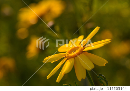 beautiful yellow flowers in the field at sunset 4 115505144