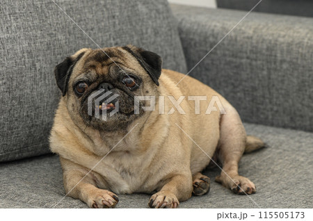 old pug lies on a gray sofa 3 old pug lies on a gray sofa 3 115505173