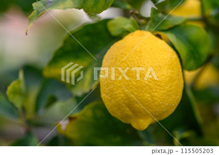 Citrus lemon fruits with leaves isolated, sweet lemon fruits on a branch with working path.2 115505203