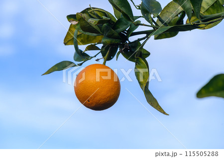 Orange garden with oranges in spring. Trees with fruits. 3 115505288